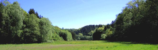 landschaft wiese wald